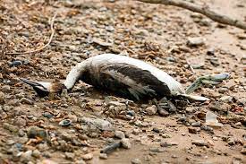 Aparecen patos muertos en La Encantada