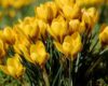 Se acerca el 21 de marzo y… ¿las flores amarillas?